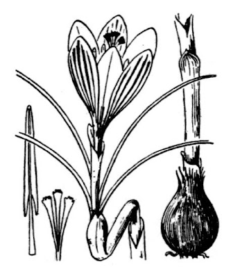 Crocus versicolor Ker-Gawl.