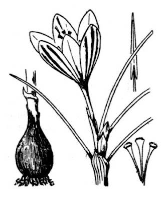 Crocus corsicus (Gay) Vanucci