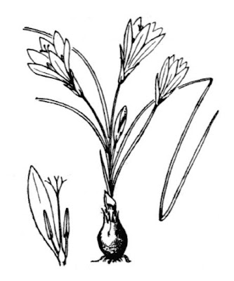Romulea bulbocodium (L.) Seb. et Mauri