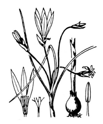 Romulea ligustica Parl.