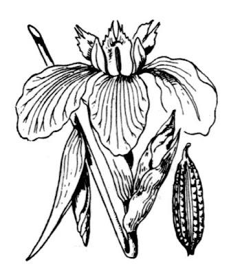 Coltellacci Coltellacci