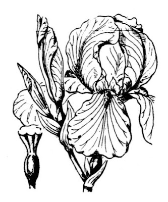 Dalmatian iris