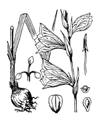 Gladiolus illyricus Koch