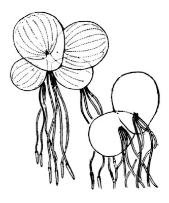 Spirodela polyrhiza (L.) Schleid.