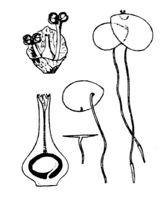 Lemna minor L.