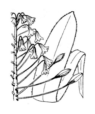 Giacinto cigliato