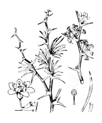 Asparago bianco Asparago bianco