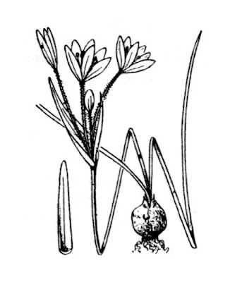 Gagea fragifera,
Cipollaccio fistoloso