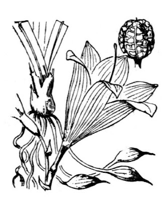 Bei huang hua cai Bei huang hua cai
