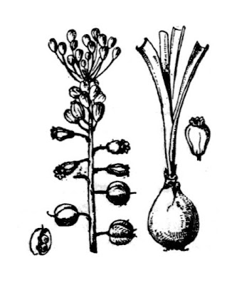 Lampagione