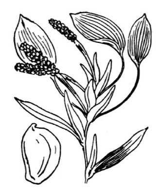 Grassy pondweed Grassy pondweed