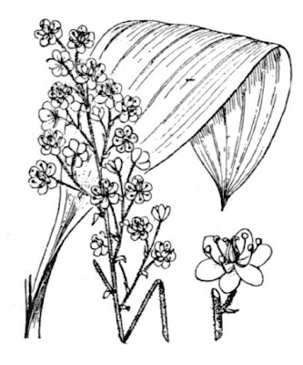 Black False Hellebore Black False Hellebore