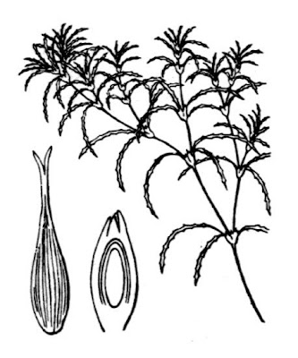 European naiad