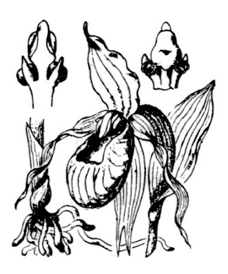 Yellow Lady's Slipper