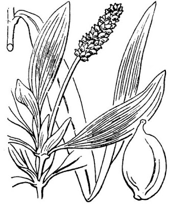 Alpine pondweed Alpine pondweed