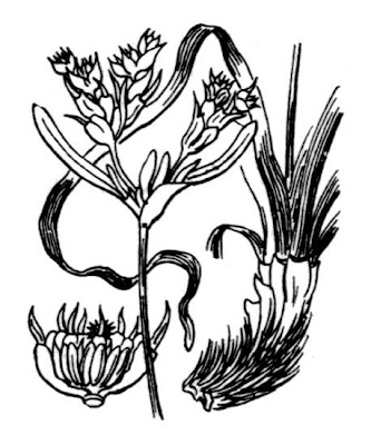 Neptune Grass