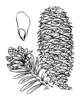 Abies alba subsp. alba