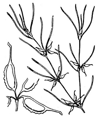 Zannichellia palustris subsp. pedicellata