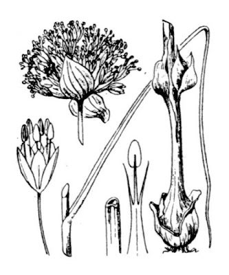 Aglio delle bisce Aglio delle bisce