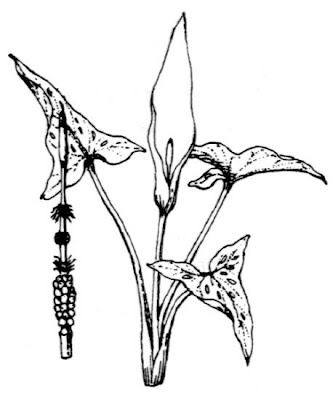 Arum italicum Miller