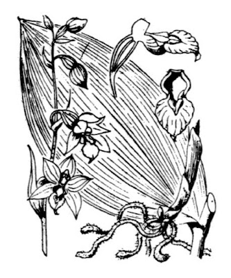 Helleborine Helleborine