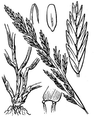 Festuca-dos-prados