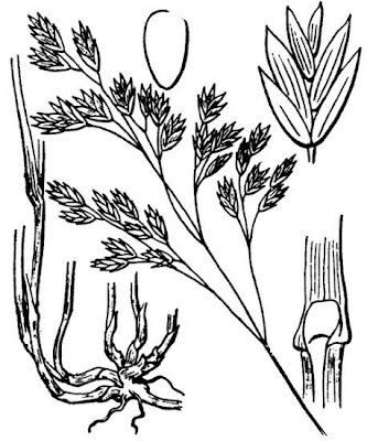 Festuca elegante Festuca elegante