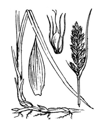 Blysmus compressus (L.) Panzer