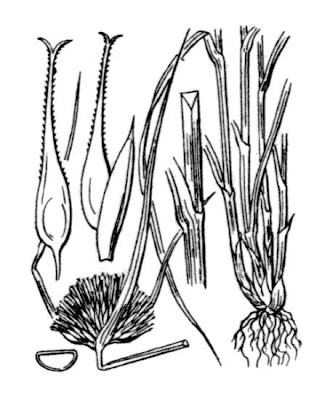 Carex bohemica Schreber
