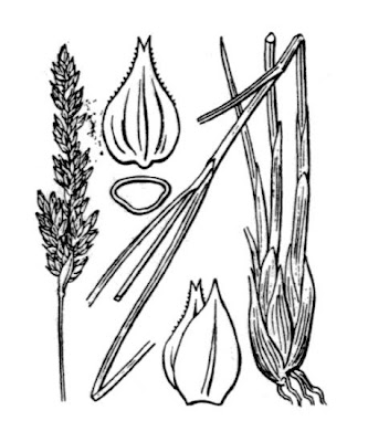 Carica ravvicinata Carica ravvicinata