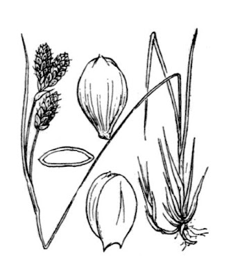 Twocolor sedge Twocolor sedge