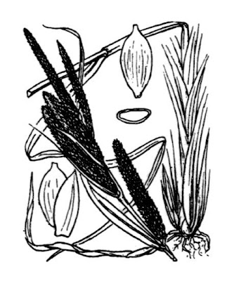 Carex acuta L.