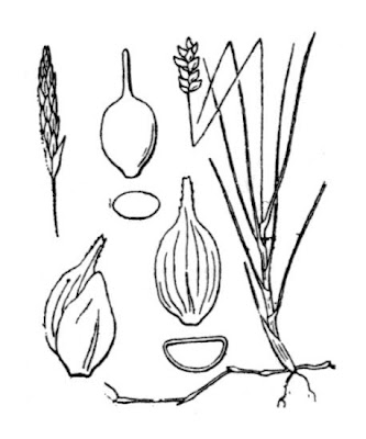 Dioecious Sedge Dioecious Sedge
