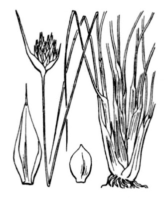 Black bog-rush Black bog-rush