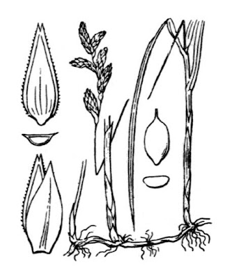 Quaking Grass Sedge