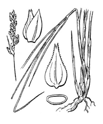 Carica tondeggiante Carica tondeggiante