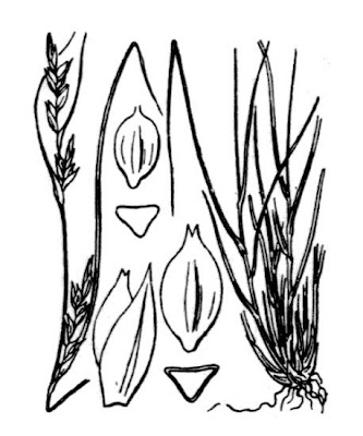 Carex distachya Desf.