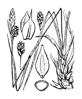 Carex depressa Link