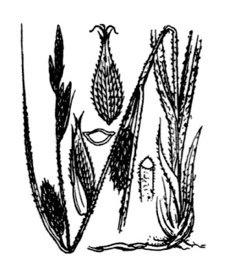 Carex hirta L.