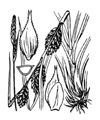 Barley Sedge Barley Sedge