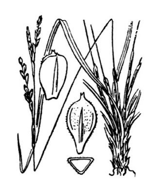 Fingered Sedge Fingered Sedge