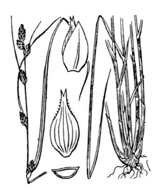 Carex remota L.