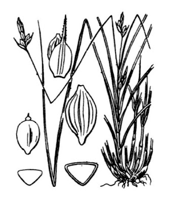 Carex oedipostyla Duv.-J.