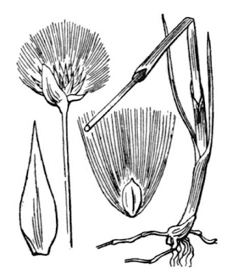 Eriophorum scheuchzeri Hoppe