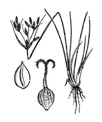 Fimbristylis bisumbellata (Forssk.) Bubani