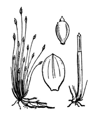 Eleocharis acicularis (L.) R. et S.