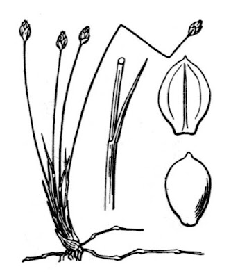 Trichophorum pumilum (Vahl) Sch. et Th.