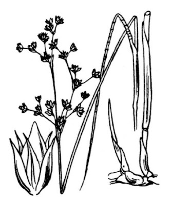Juncus acutiflorus,
Giunco a fiori acuti,
Sharp Flowered Rush,
sharpflower rush