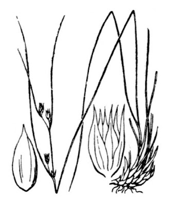 Giunco delle creste Giunco delle creste