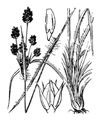 Erba lucciola multiflora